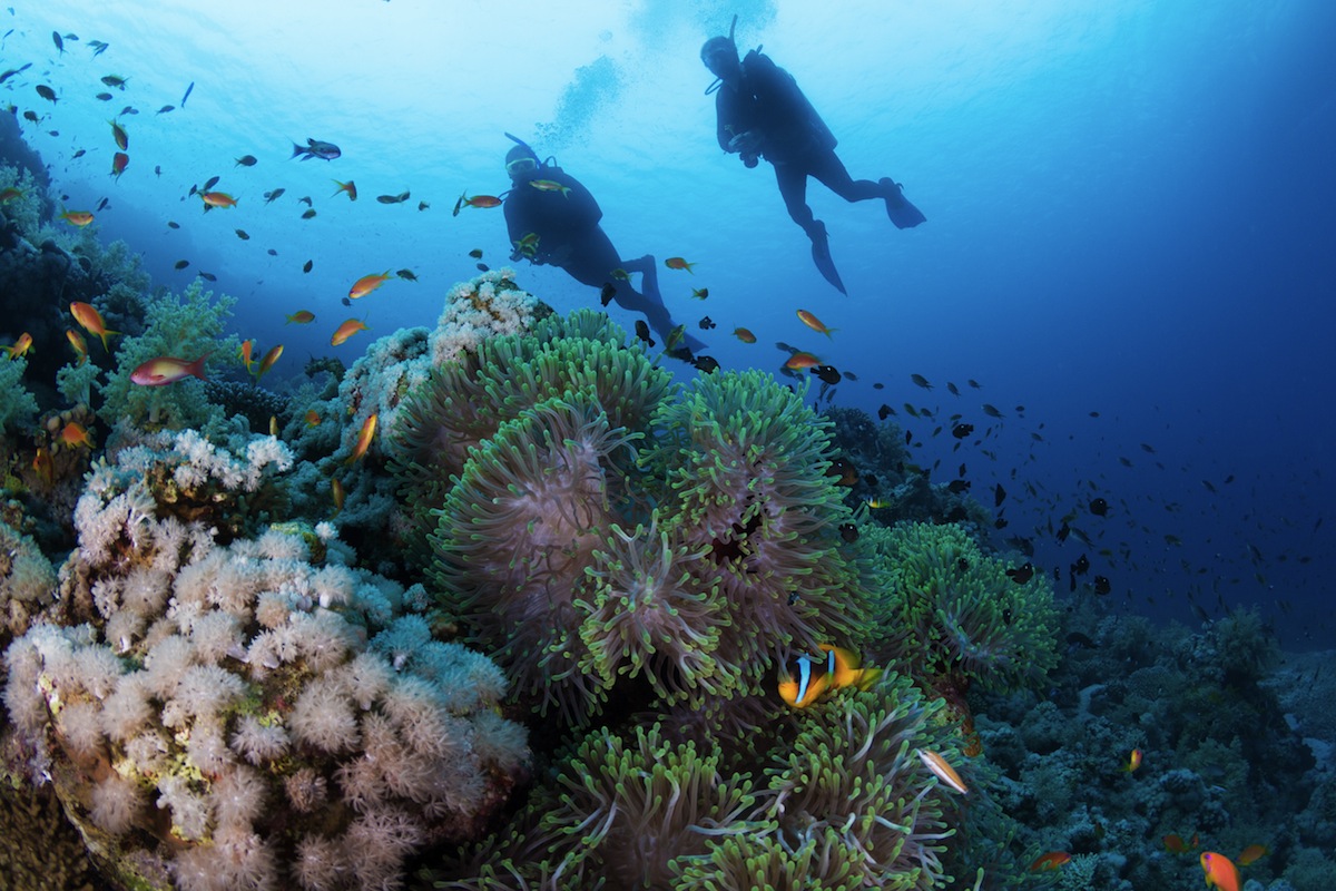 Plongée sous-marine